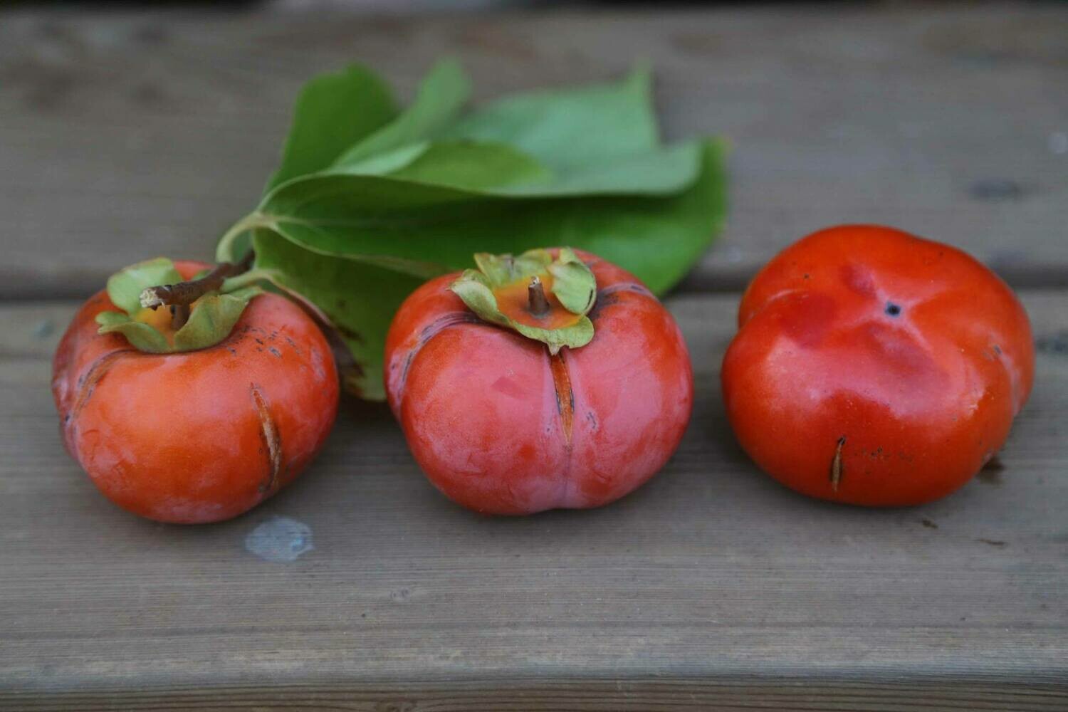 Quad Persimmon Quad Persimmon