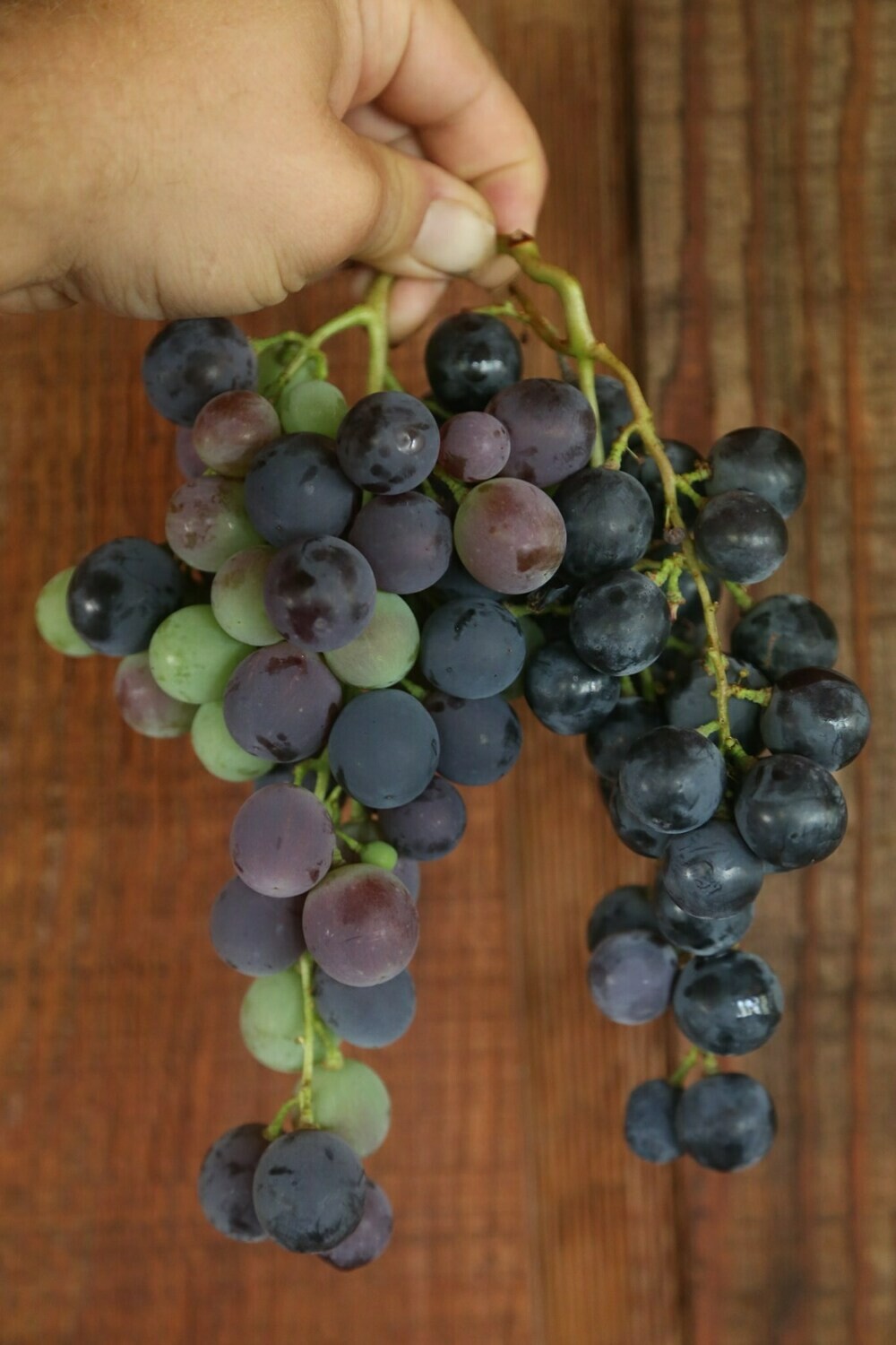 Cox's Large Purple Grape