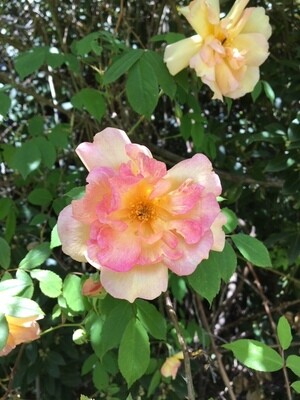 Fortune's Double Yellow Rose