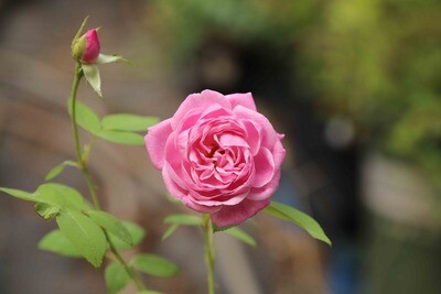 Leland's 100 Year Rose