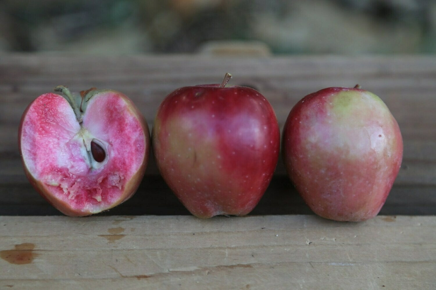 Cox's Red Flesh - Crab Apple