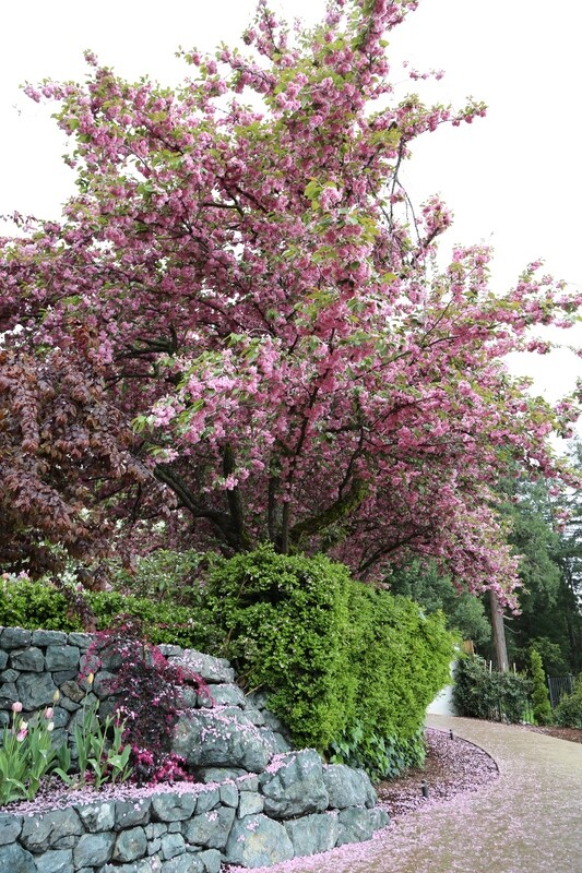 Kwanzan Cherry Blossom