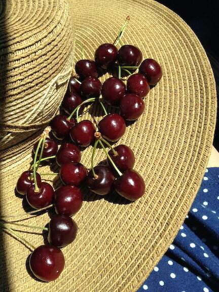 Bigelow Cherry