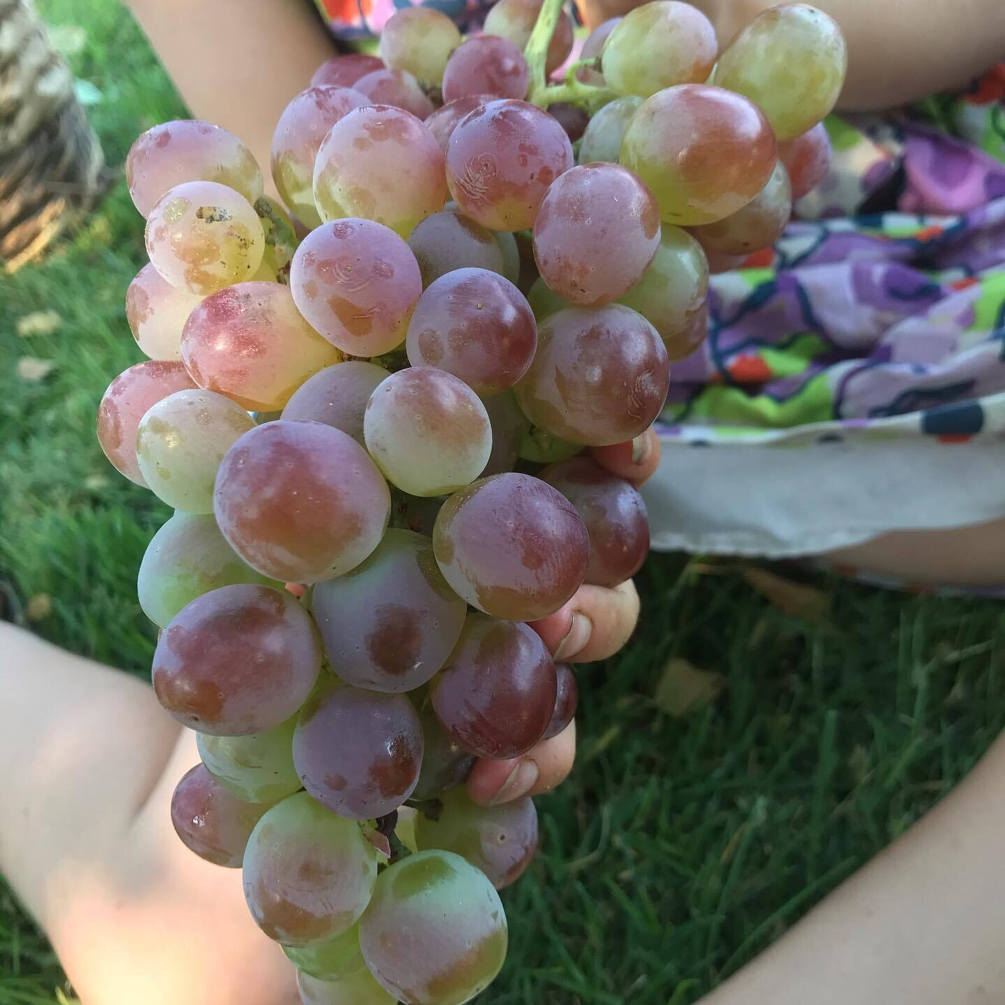 Big Red Grape