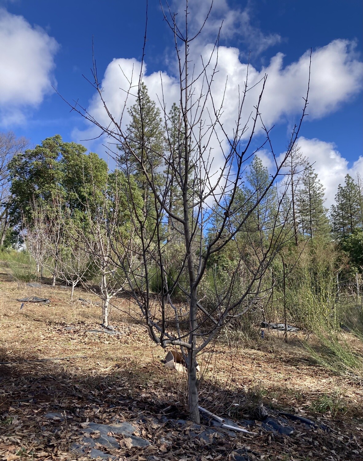 March 2, 2024 - Pruning and Orchard Care Workshop