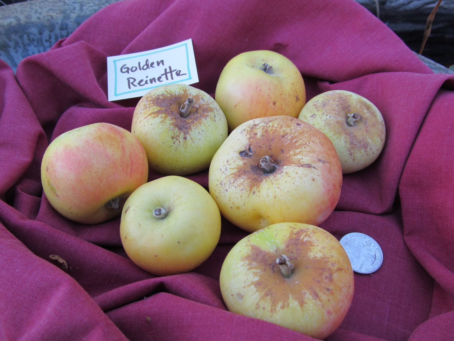 Golden Reinette Golden Reinette