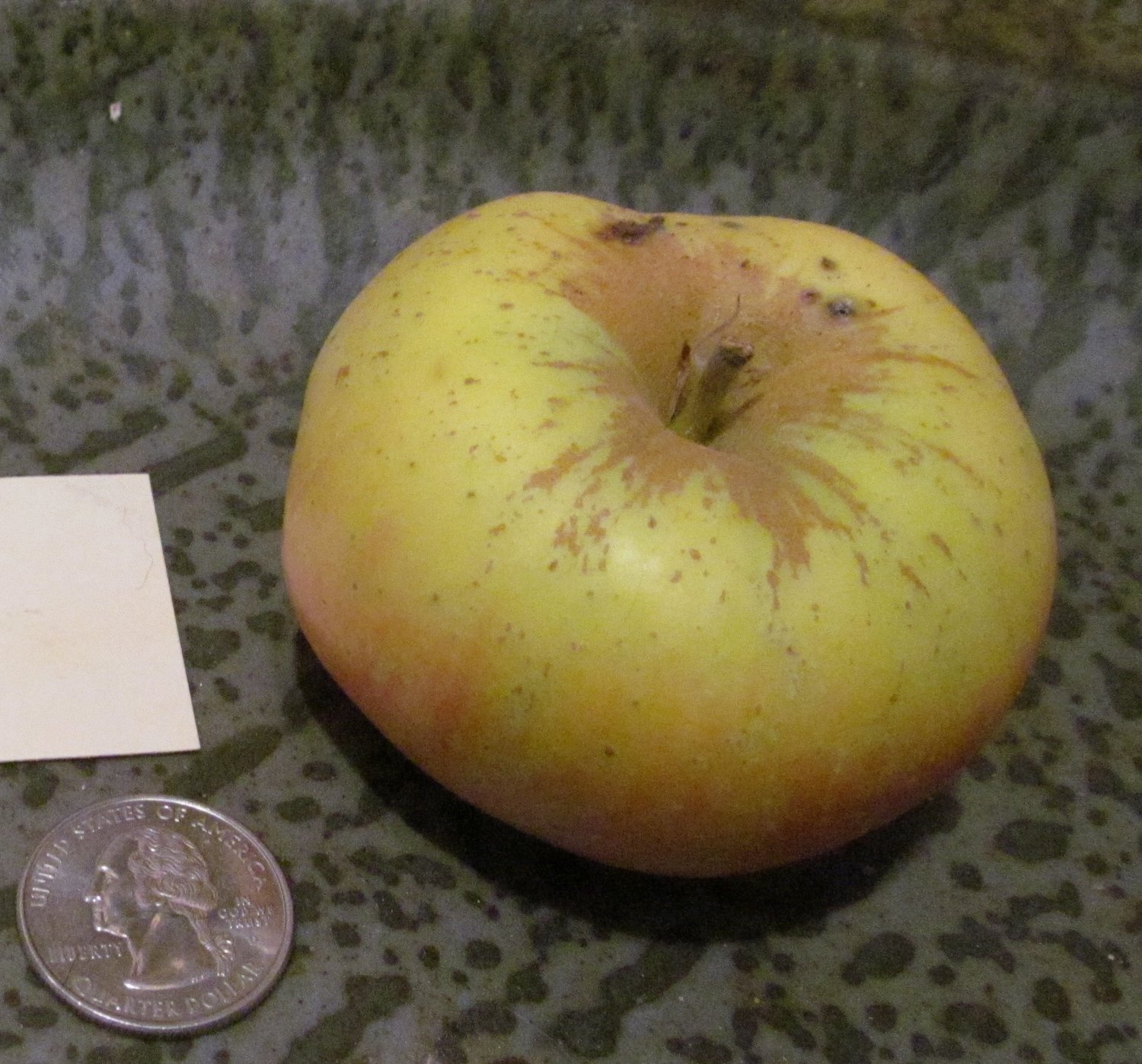 Galloway Pippin Apple Galloway Pippin Apple