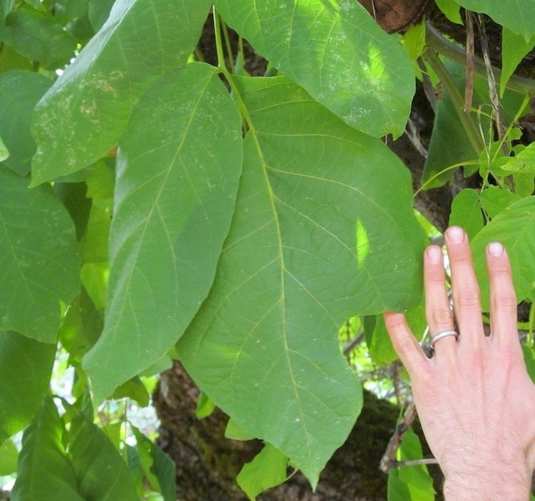 Mega Leaf Walnut Mega Leaf Walnut