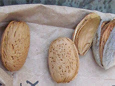 Texas Almond
