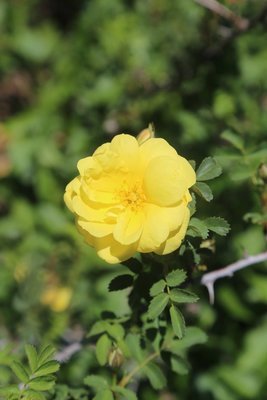 William's Double Yellow Rose