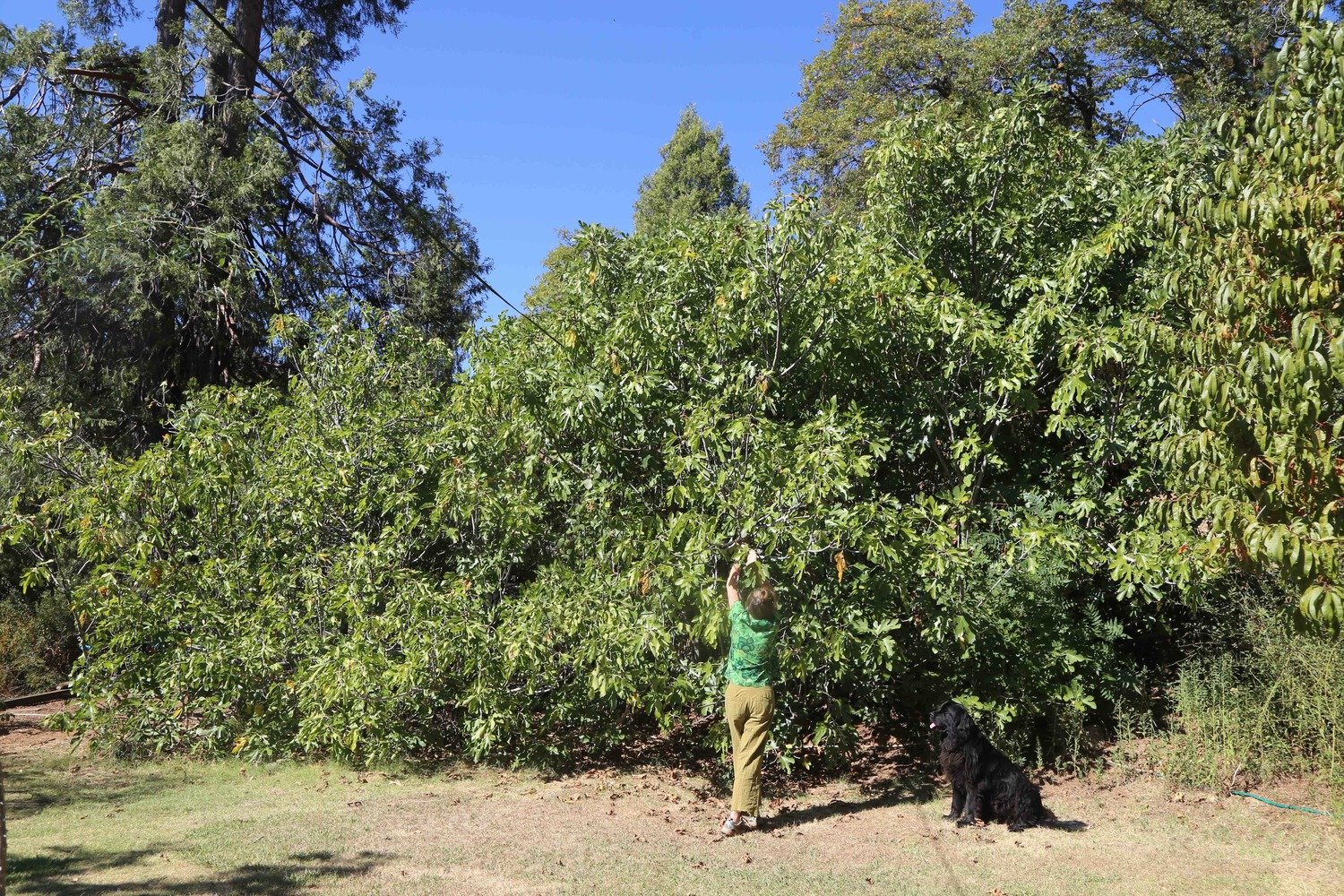 Ram Ranch Golden (aka: Golden Ram)