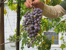 Coyote Street Purple (aka: Purple Coyote)