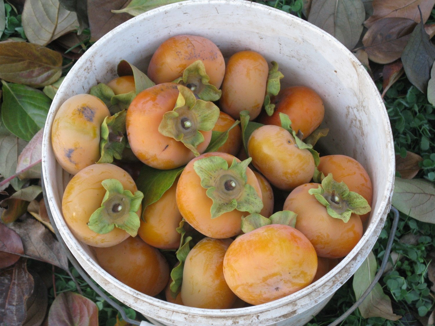 Shiro Persimmon Shiro Persimmon
