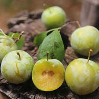 Leland's Green Plum Leland's Green Plum