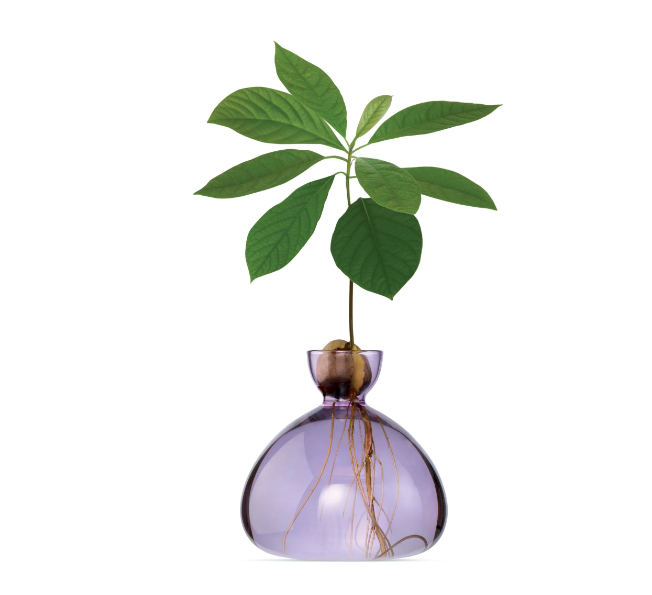 Vase Avocado ILEX STUDIO Vase Avocado ILEX STUDIO