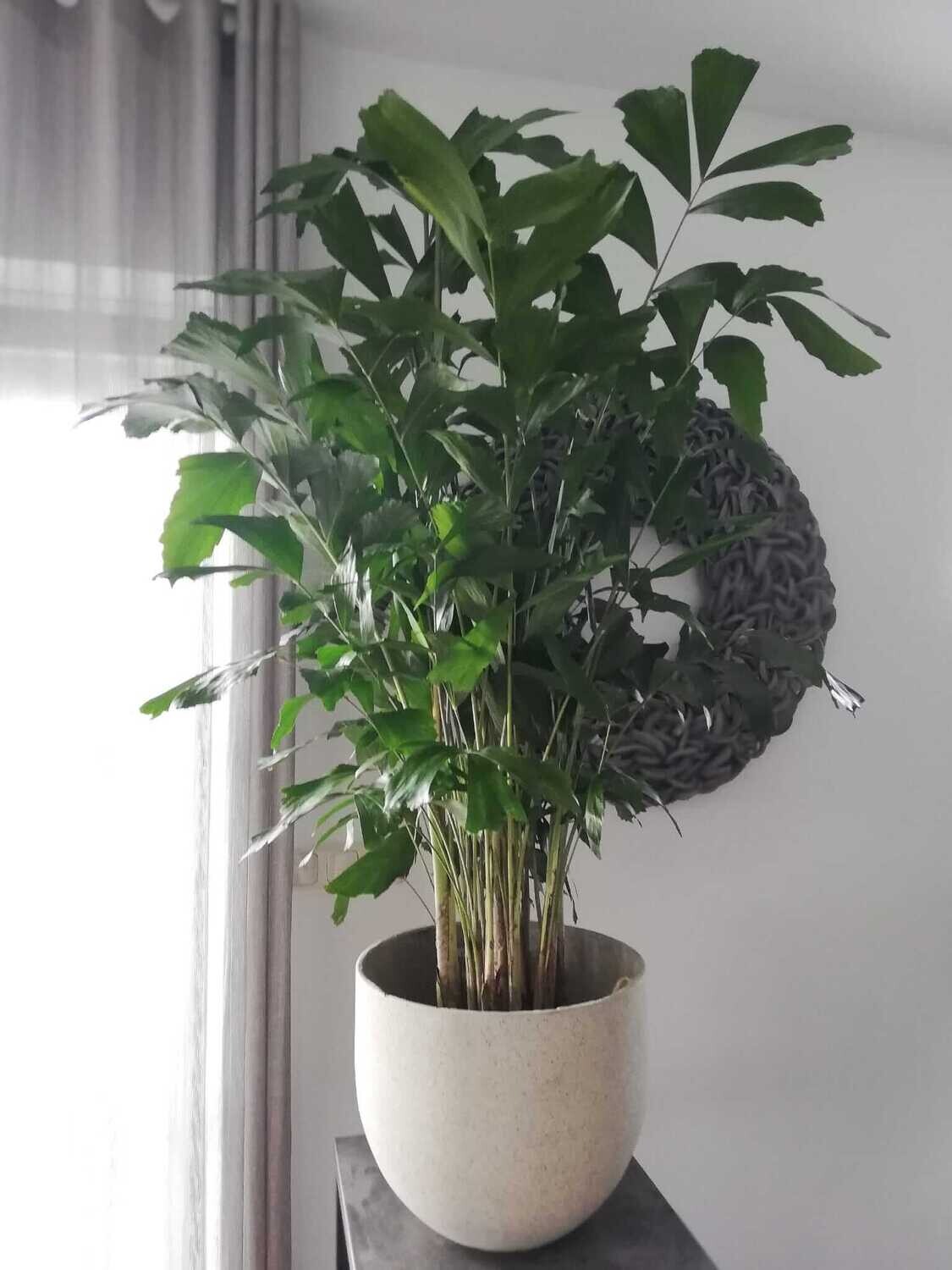 Caryota Mitis ( Vissenstaart Palm)