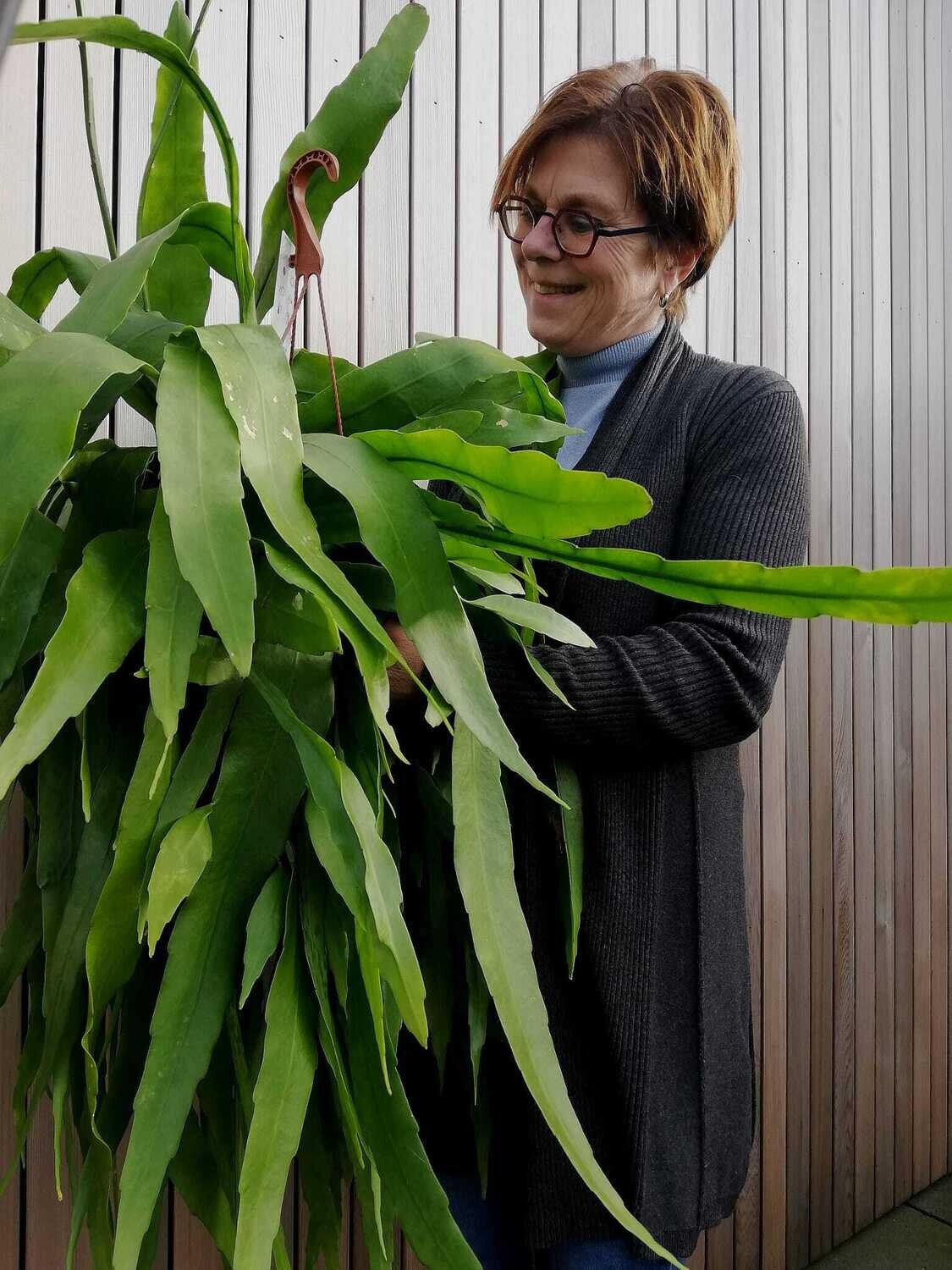 Epiphyllum Pumilum
