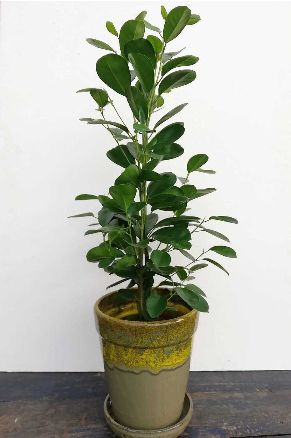 Ficus