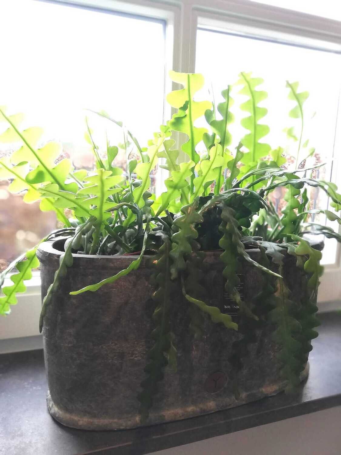 Epiphyllum Anguliger (zaagcactus)