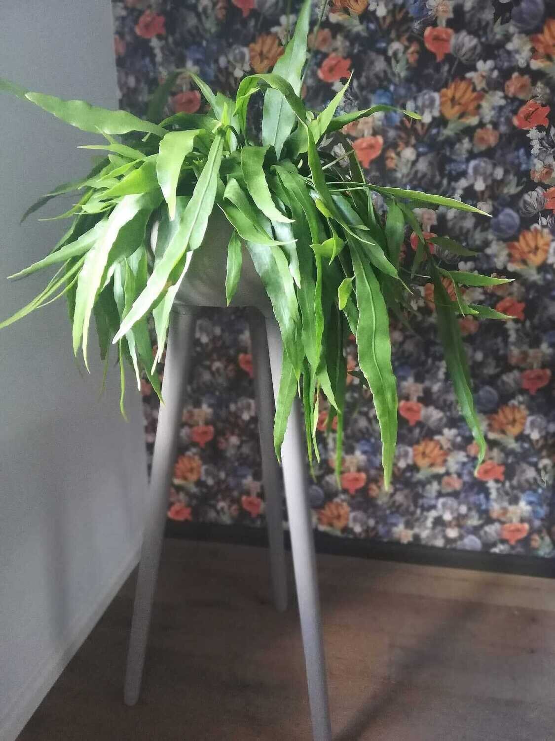 Epiphyllum Pumilum