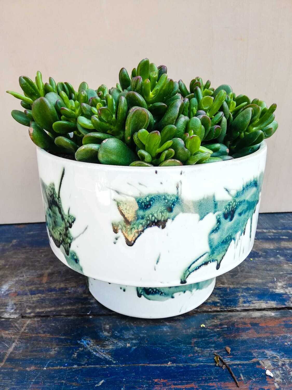 Crassula