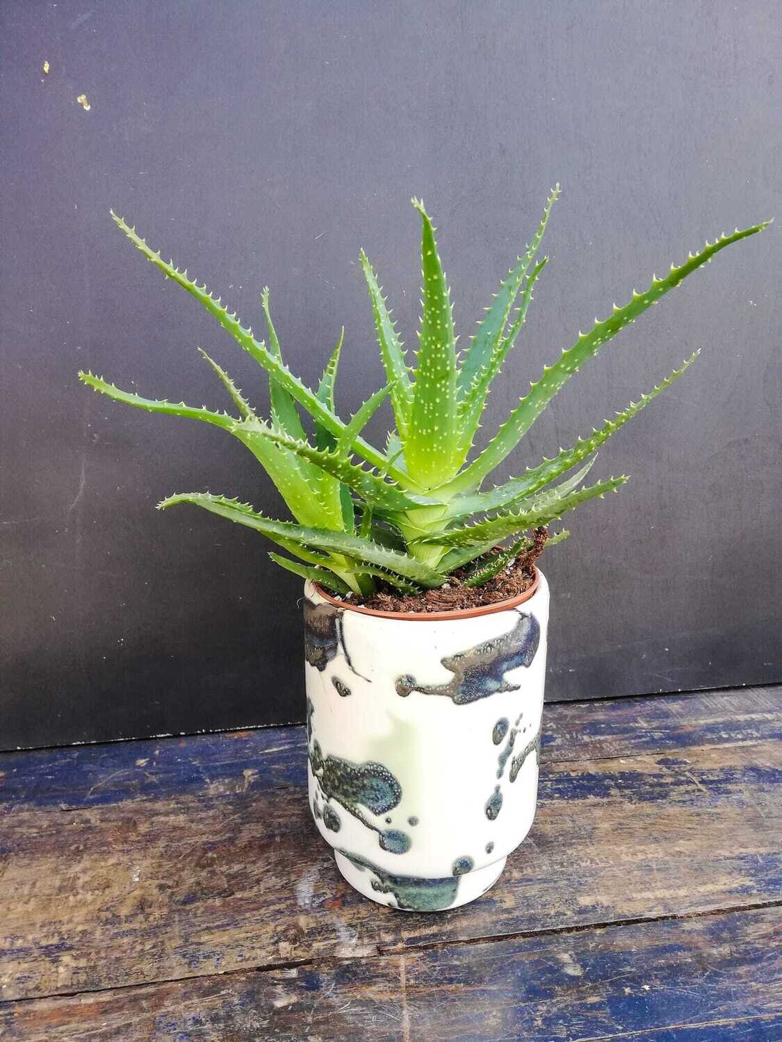 Aloe Aborescens