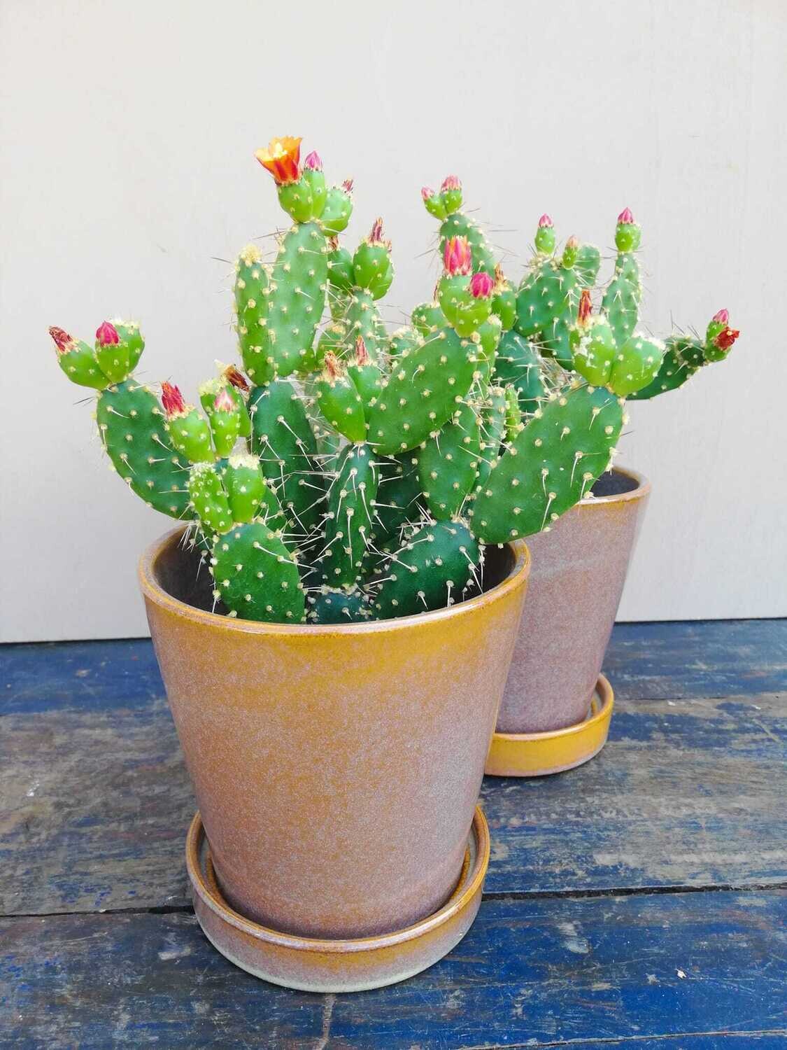 Cactus Opuntia