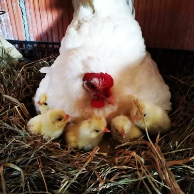 LE GALLINE DALLE UOVA D&#39;ORO - Progetto Didattico