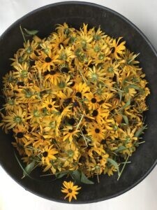 Intro To Natural Dyes Workshop - May