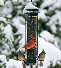 Squirrel Buster™ Feeder — CLASSIC (Medium Size)