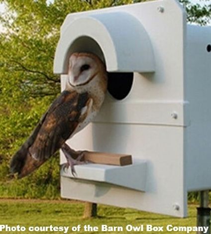 Additional Donation — Barn Owl Nest Box Program