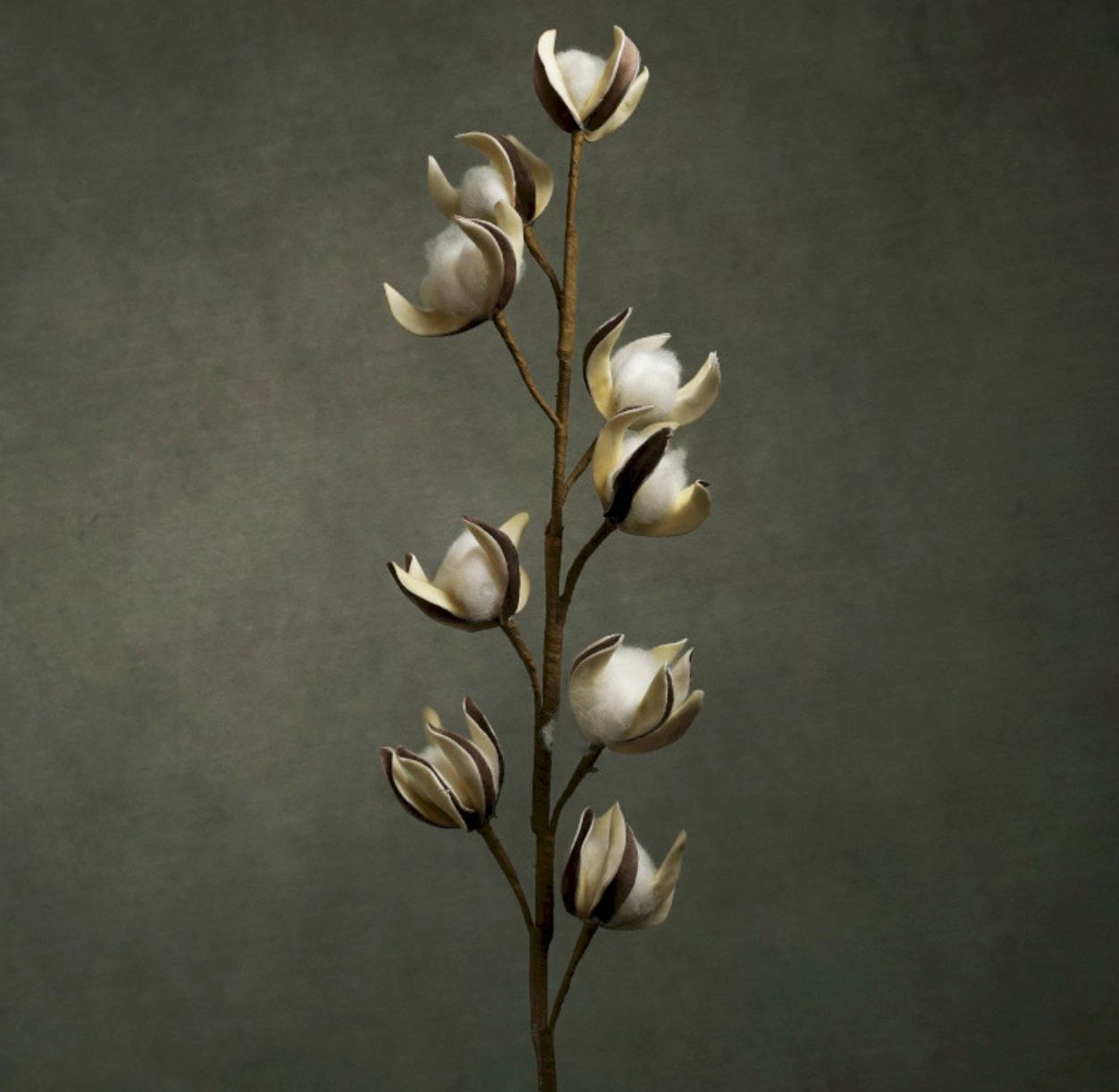 FLORA coton FLORA coton