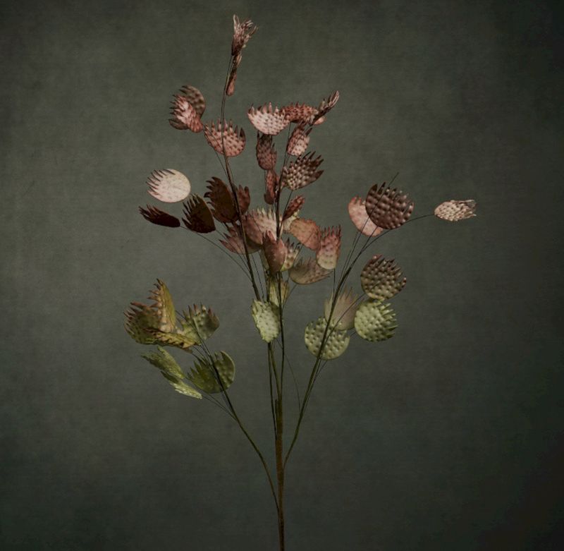 FLORA PHILAE