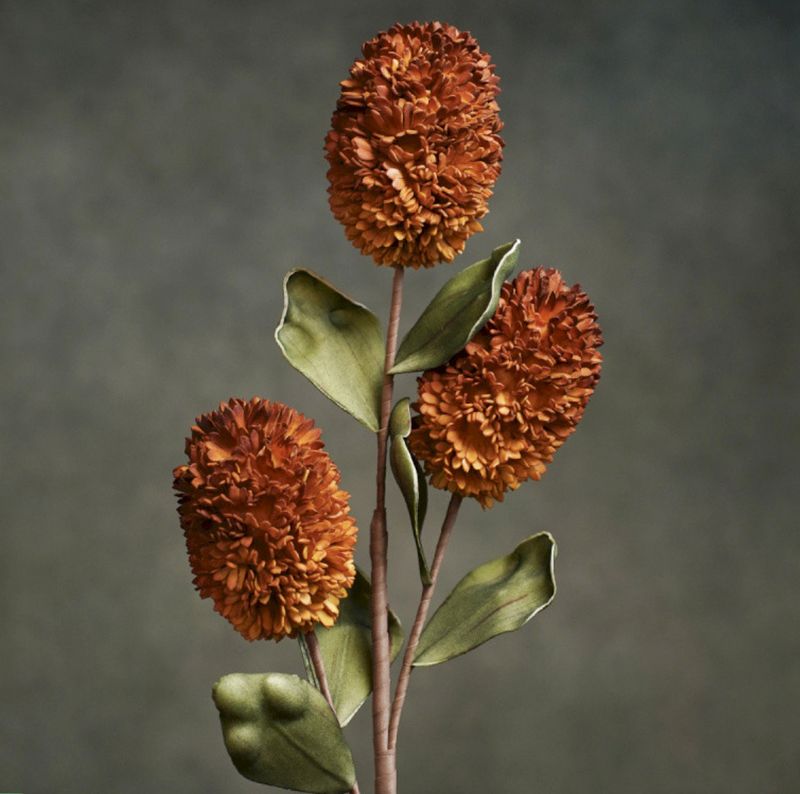 FLORA SANDRA