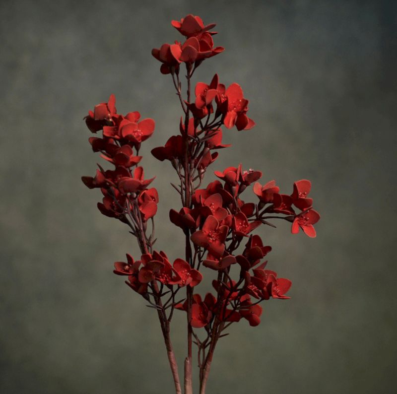 FLORA TALIA