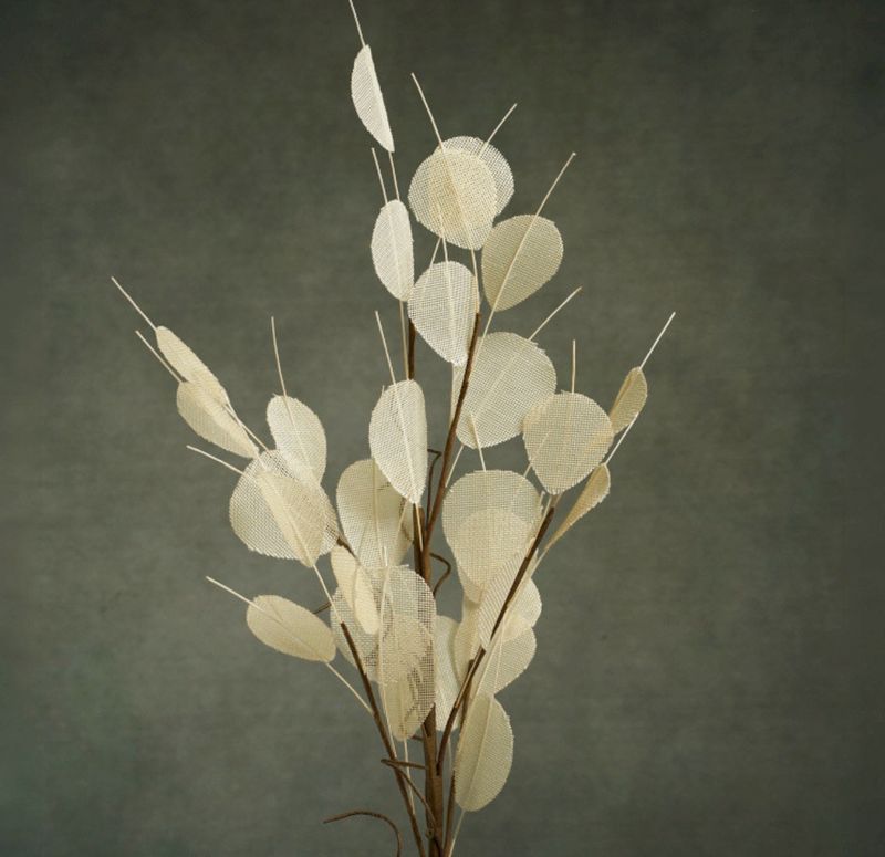 FLORA LILIA FLORA LILIA