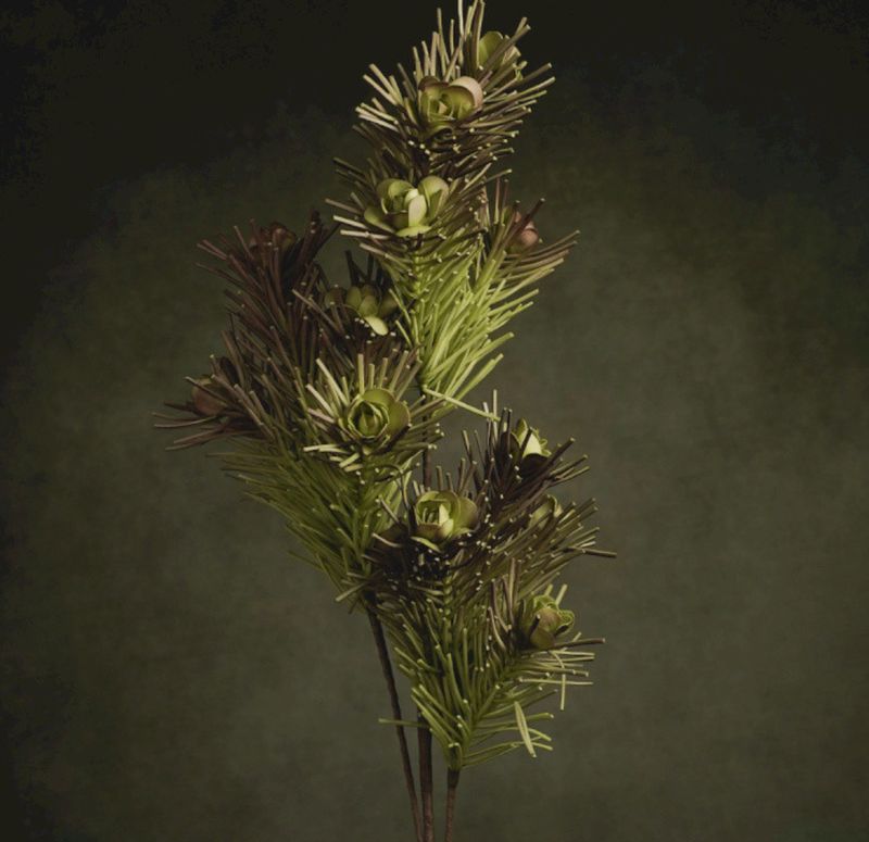 FLORA BERTHA