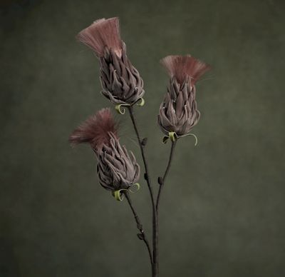FLORA BUNCH FLORA BUNCH