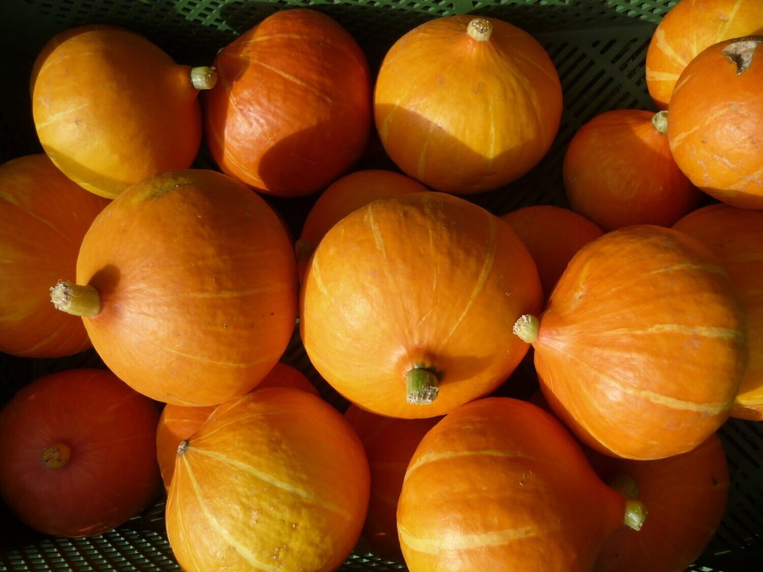 Hokkaido-Kürbis – „Red Kuri“