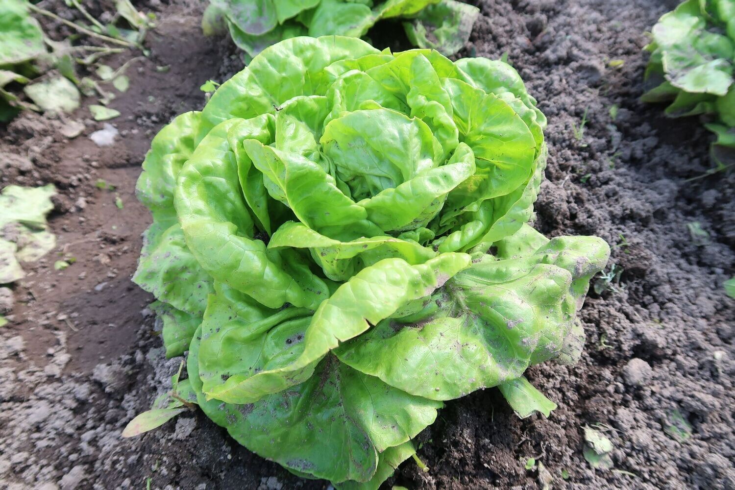 Kopfsalat, grün – „Finja“, 6er Pflanzenset
