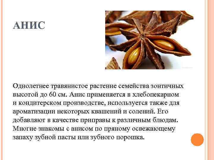 Анис растение как выглядит и где растет
