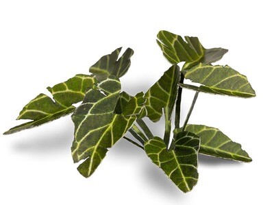 Elephant Ear - Laser Plants - Gamers Grass