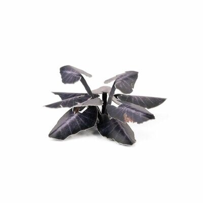 Black Magic Taro - Laser Plants - Gamers Grass Black Magic Taro - Laser Plants - Gamers Grass