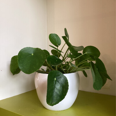 Pilea aquatica avec Cache-pot