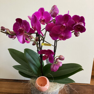 Orchidée décorée avec cache-pot