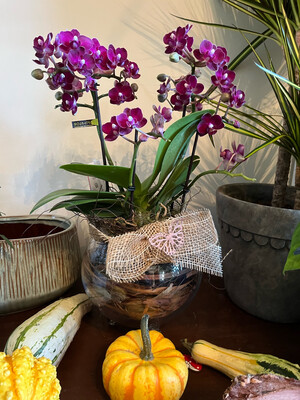Orchidée garnie dans un verre