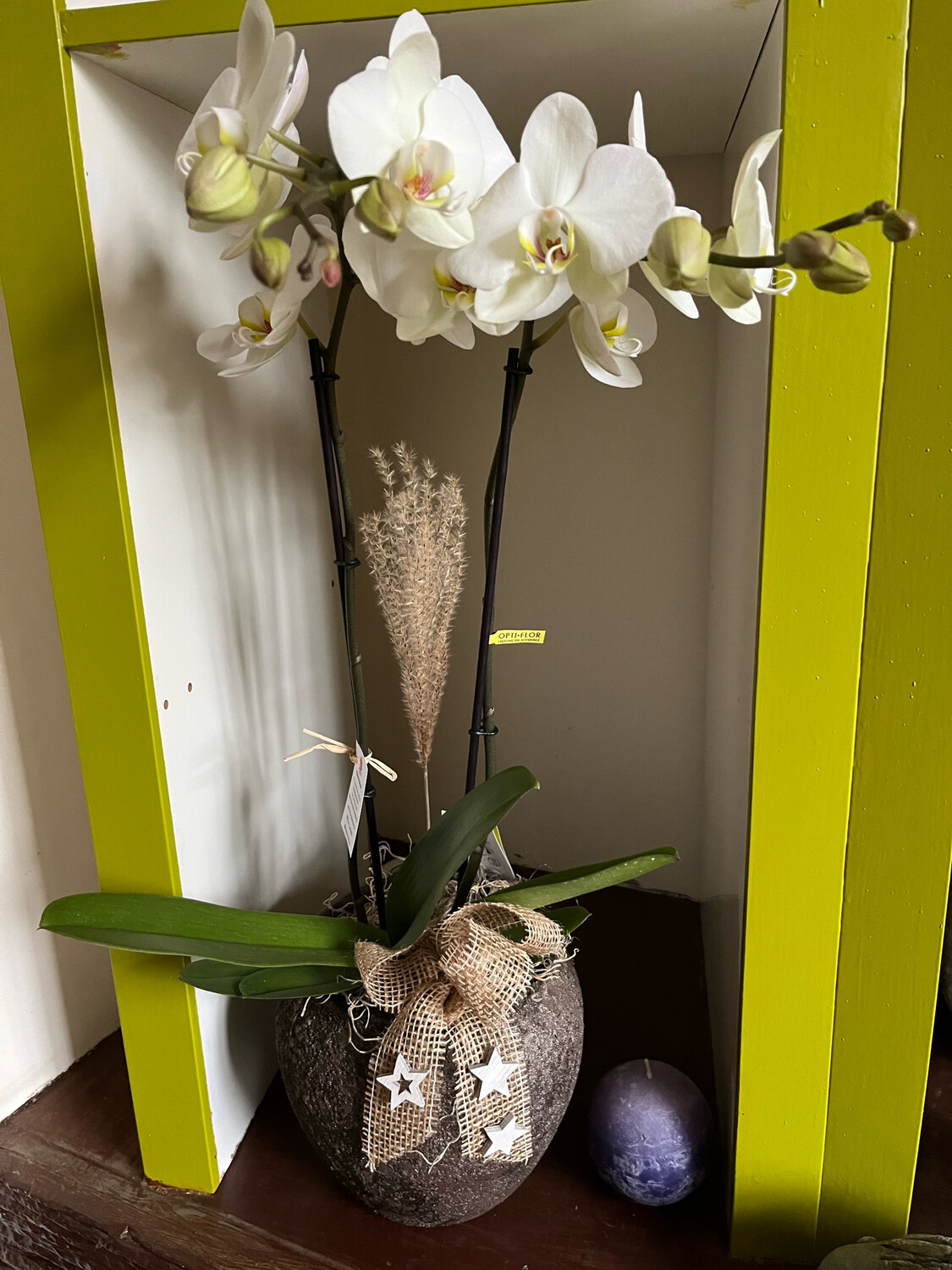 Orchidée décorée