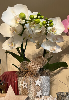 Orchidée décorée avec cache-pot