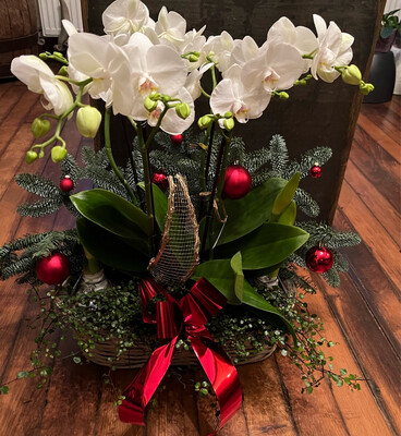 Arrangement avec Orchidées et Amaryllis garnie pour Noël