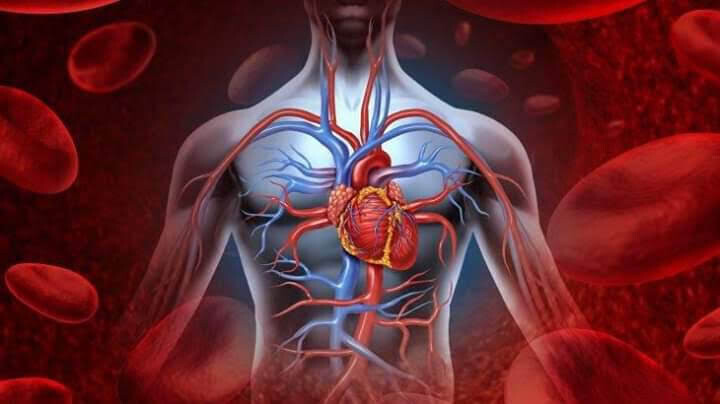Cardio and Cerebral Vascular System